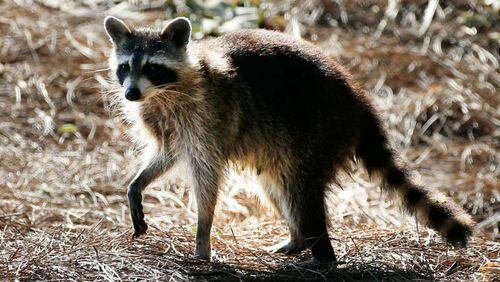 A raccoon captured in the 600 block of Farrar Court in Decatur tested positive for rabies, DeKalb County officials said.