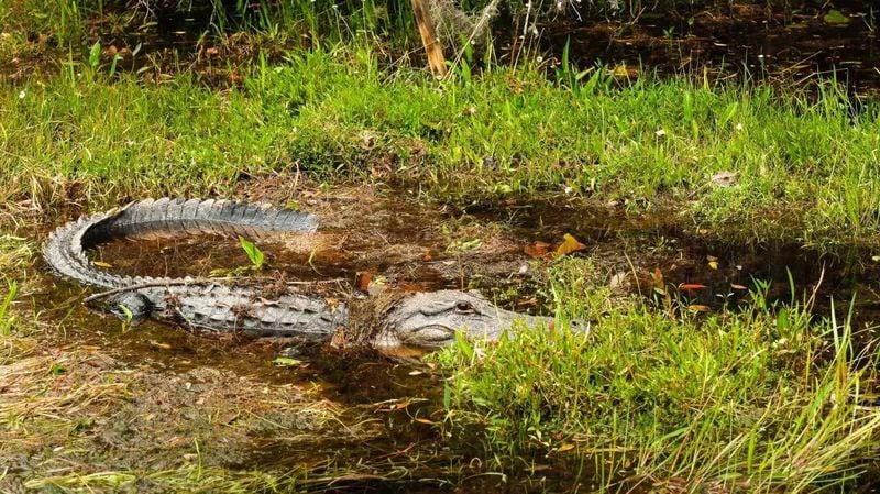 An alligator rests on a peat blowup in the Okefenokee. (Photo Courtesy of Justin Taylor)