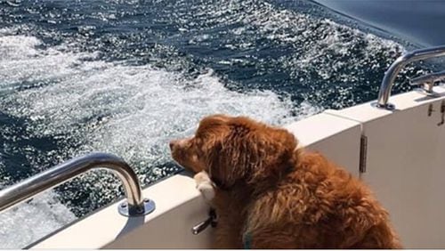 A family on a boating trip in Lake Michigan last week rescued a dog that was swimming alone 4 miles offshore, according to reports. Jeannie Wilcox said she and her family were boating from Grand Haven to Frankfort last Friday when they spotted the dog in the middle of the lake treading water, according to NBC affiliate WOOD-TV 8.