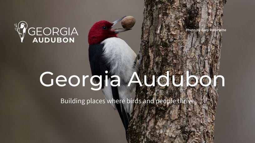 The Georgia Audubon is considering a name change. (Courtesy Georgia Audubon)