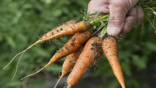 Carrots are among the healthful edibles being grown in the garden, which addresses hunger in the community. (Lezlie Sterling/The Sacramento Bee/MCT)