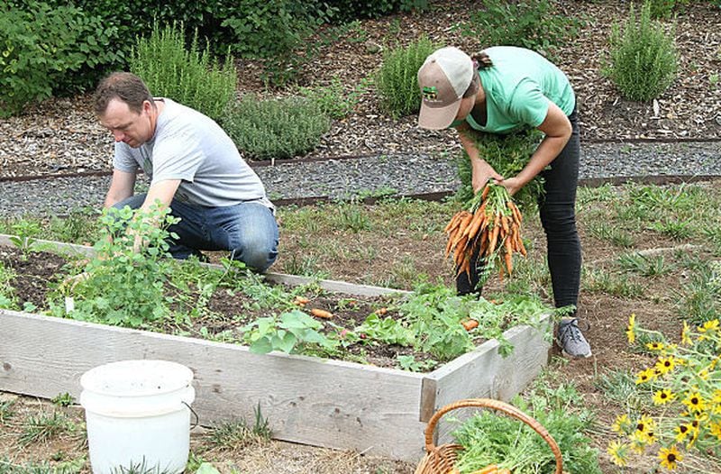 This raised bed is available to employees at EpiCity Real Estate Services as part of its urban garden and edible landscape at Atlanta's Powers Ferry Business Park. Cory Mosser (left) and Andrea Richards of Natural Born Tillers are harvesting one of four or five crops of seasonal vegetables produced each year at the corporate site.