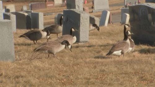 Geese have overrun a veterans' cemetery, leaving a mess. (Photo: Boston25News.com)