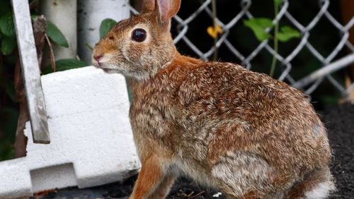 The Eastern cottontail rabbit is the most common of Georgia’s four rabbit species. Despite being a prolific breeder, the Eastern cottontail’s numbers appear to be declining, said a recent study. CONTRIBUTED BY MASCF / CREATIVE COMMONS / WIKIPEDIA