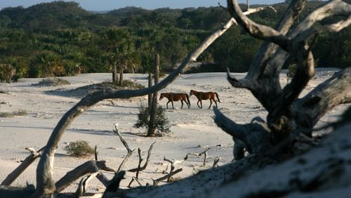Wild horses traverse a bone yard near the beach at Dungeness on the southern end of Cumberland Island. CURTIS COMPTON / ccompton@ajc.com