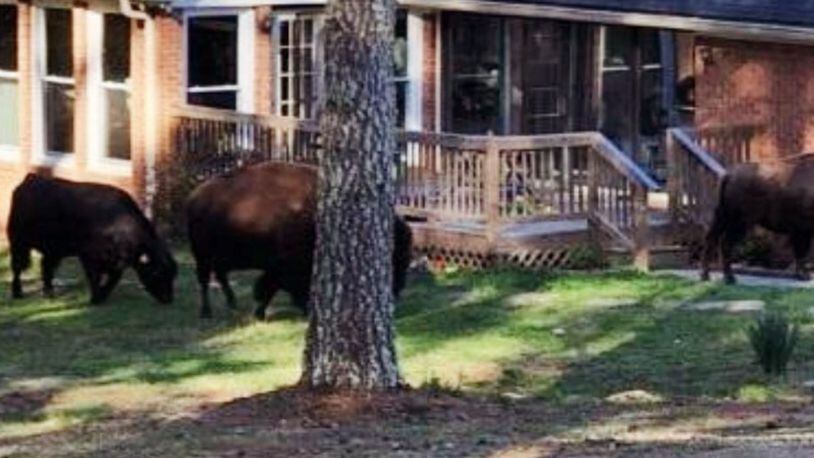 Several buffalo were spotted last week in a Fayette County community, the sheriff's office said.