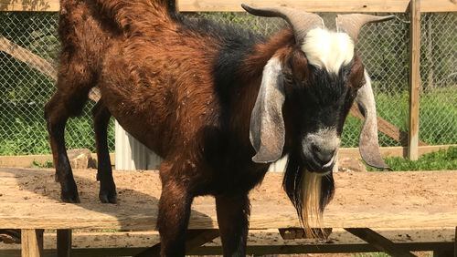 Whiskey the goat was underweight when he arrived at SNAP2IT two months ago, as a result of abuse that included his being forced to ingest whiskey and cocaine. Image courtesy of SNAP2IT.