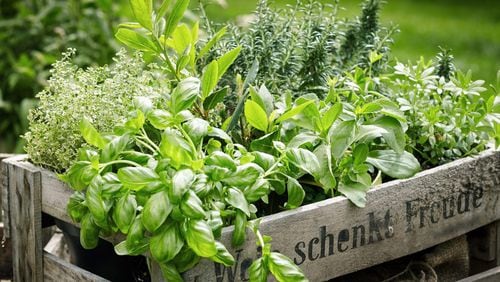 The next free YouTube class to be shown by the Cherokee County Master Gardeners is "Cultivating Herbs and Their Uses" from noon-1 p.m. June 24. (Courtesy of Shutterstock)