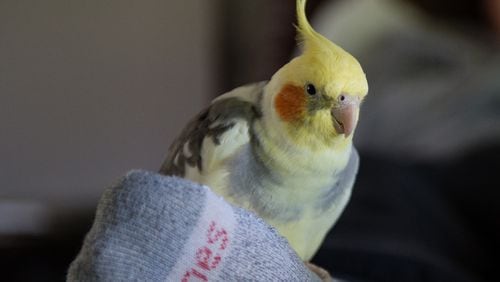 Chappie the cockatiel liked to hang out with Albert Zangaro, at their Canton home. Zangaro, who suffered from Alzheimer’s, died April 10. BITA HONARVAR/SPECIAL
