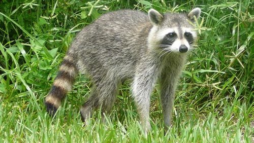 A rabid raccoon was found recently at Graves Park in Norcross. File Photo