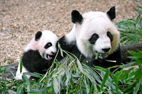 Favorite photos of the pandas
