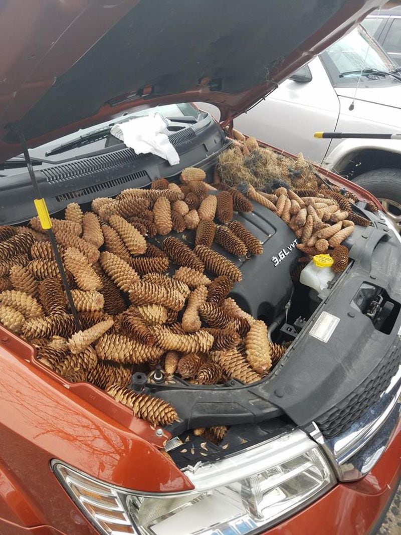 A Gaylord resident, Kellen Moore, popped the hood of his car to find these pine cones stuffed around his engine in a photo that went viral this week.