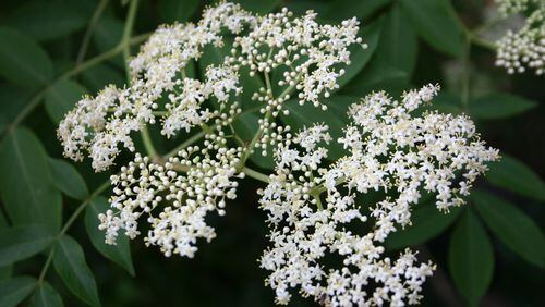 Sniff elderberry flowers before planting to choose the most fragrant ones. WALTER REEVES