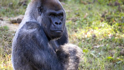 Ozzie, who died Tuesday, was the world's oldest living male gorilla in captivity. He was 61 years old. One of the original pioneers of the Zoo's Ford African Rain Forest, Ozzie has more than 25 descendants (including children, grandchildren and great-grandchildren) living at Zoo Atlanta and at accredited zoos around the U.S.