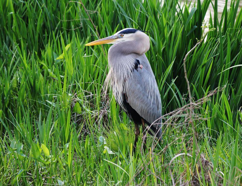 Mary Beth Thomas took a photo of this blue heron at Parks Springs in Stone Mountain. "That the birds just go about their business, oblivious to our woes, is somehow comforting," she wrote.

 

If you need to contact me by phone, my number is 678-684-3898.