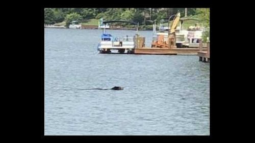 This is a photo from the Twitter account of Alpharetta Mayor Jim Gilvin showing a bear seen swimming in Lake Windward.