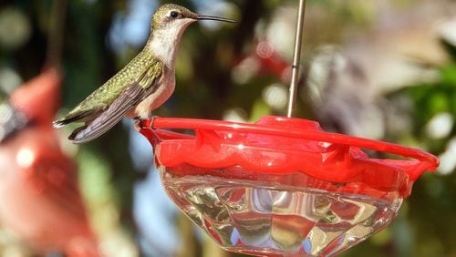 A female ruby-throated hummingbird visits a backyard nectar feeder. Increasing numbers of rubythroats begin visiting feeders and flowers in our yards in July to fatten up for the energy they need to make their southbound migration to Mexico and Central America. CONTRIBUTED BY SUZY HOPE DOWNING
