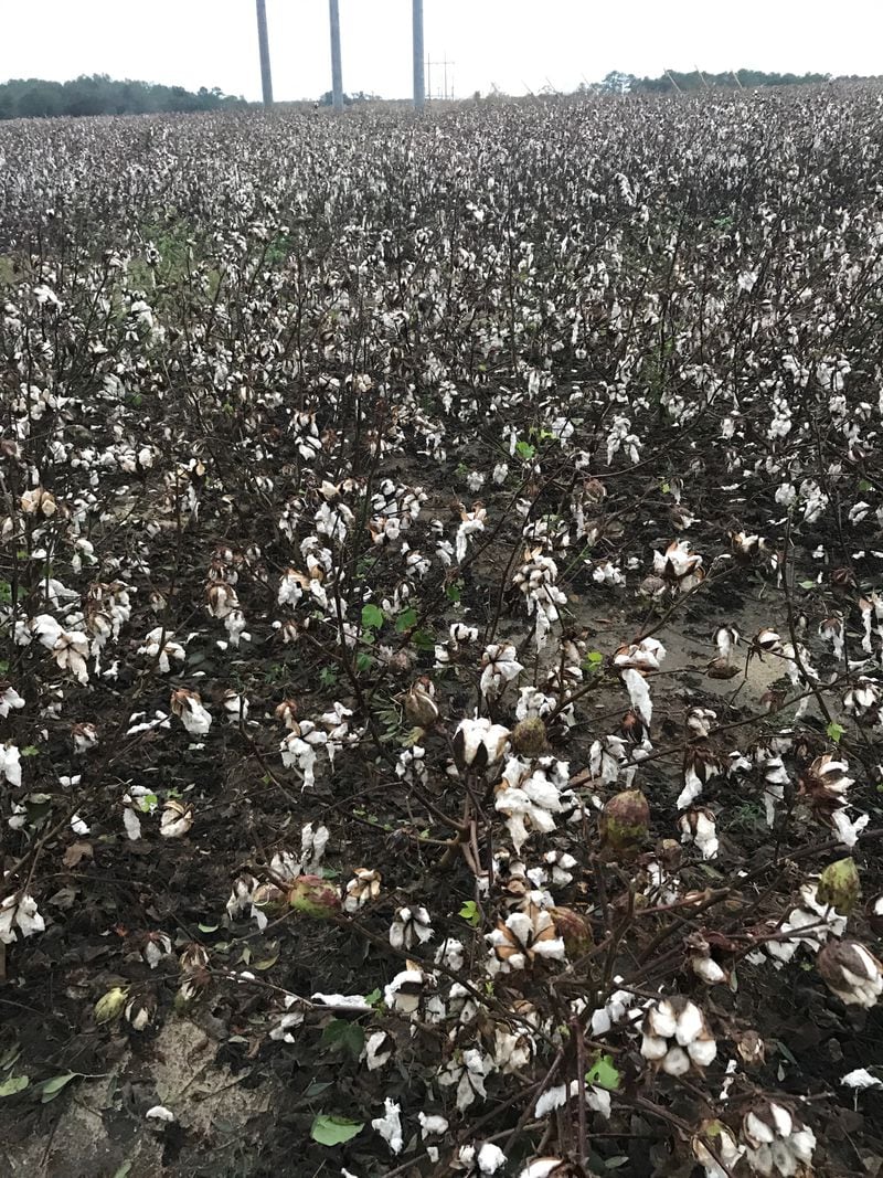 This cotton crop was battered by Michael in Moultrie, Ga. Agriculture officials estimated only 5 percent of Georgia's profitable cotton crop had been harvested before the storm arrived Wednesday. Photo courtesy: Georgia Agriculture Commissioner's Office