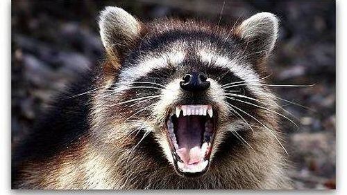 An April 8 incident was the sixth rabid racoon captured in DeKalb County.
