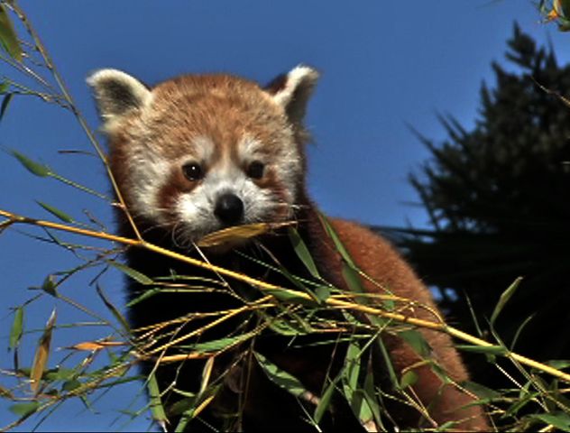 New Red Panda at the San Francisco Zoo