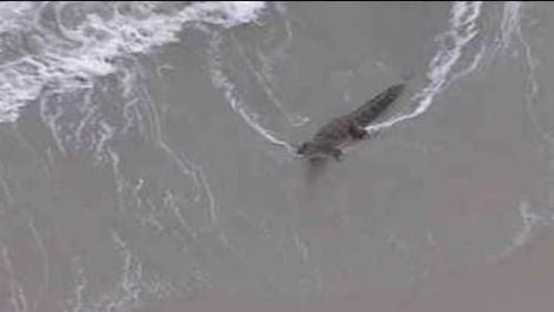 A crocodile was spotted Monday on Hollywood, Florida beach. (Photo: WFTV.com)