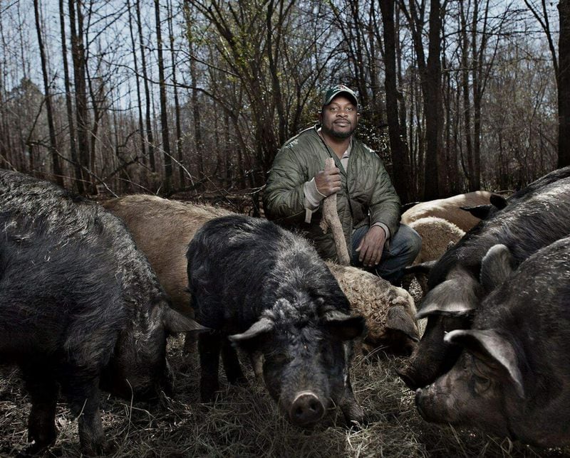Jon Jackson of Comfort Farms in Milledgeville, Ga., raises over 1,000 pigs each year in a breeding program that looks for pigs suited to the region. The hogs here are American Mule Foot. (Photo credit: Carlisle Kellam)