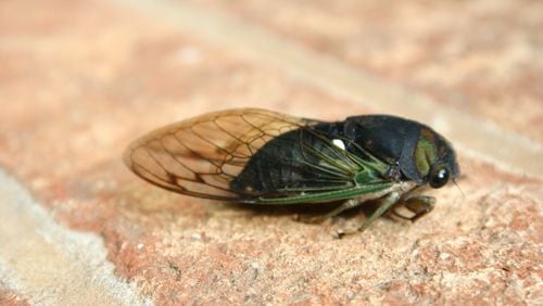 This cicada's dark eyes tell you it's an annual cicada, not a periodical cicada from the Brood X clan. (Walter Reeves for The Atlanta Journal-Constitution)