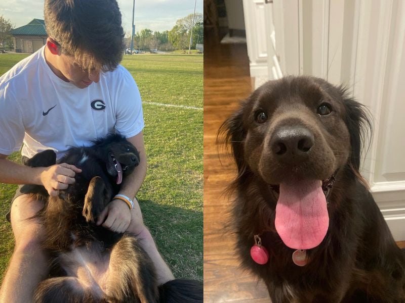 Bear is the squirrel-chasing rescue mix of UGA kicker Jack Podlesny. (Courtesy photo)