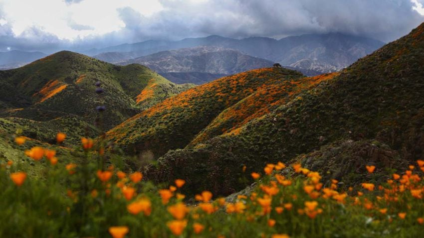 Photos: Spectacular wildflower super bloom in California