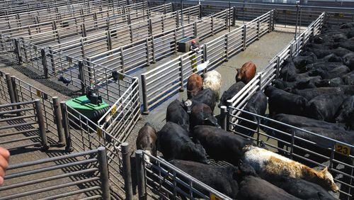 Cargill Inc., one of the nation s largest producers of beef, has developed a robotic cattle driver used to herd the large mammals from the pen to processing plant. (Cargill)