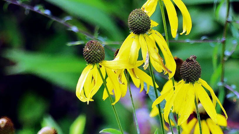 The gray-headed coneflower is the dominant wildflower blooming in July in Georgia’s rare grasslands known as blackland prairies. The prairies’ clayey soils and other characteristics suppress tree growth but allow native grasses, wildflowers and other herbaceous plants to thrive. PHOTO CREDIT: Charles Seabrook