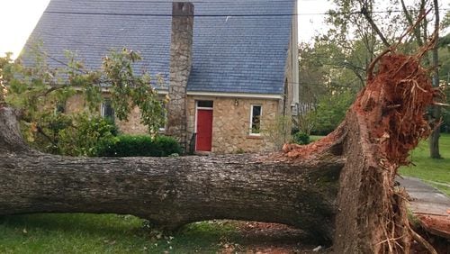 One of over 100 tree-related incidents caused by Tropical Storm Irma on Sept. 11. This old oak, with about a 6-foot root base, came within 20 feet of the Moore Chapel (built in 1906), the United Methodist Children’s Home’s most cherished building. Bill Banks for the AJC