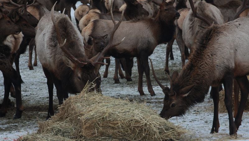 In winter, a feeding truck with a conveyor belt drops one-ton bales of alfalfa to the hungry elk that congregate by the Oak Creek Wildlife Area visitor center on January 21, 2017, in Yakima County, Wash. (Evan Bush/Seattle Times/TNS)