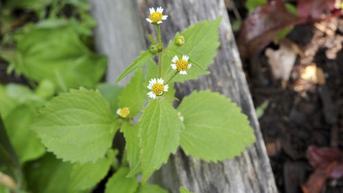 Galinsoga ciliata, sometimes called gallant soldier, an annual weed that must not be allowed to flower and set seed. Weeding is easier if you can identify the enemy. (Margaret Roach via The New York Times)