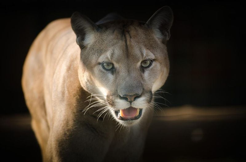 The two victims of the fatal cougar attack near North Bend, Washington, have been identified. Wildlife officials say the male cougar was emaciated when it attacked the men.