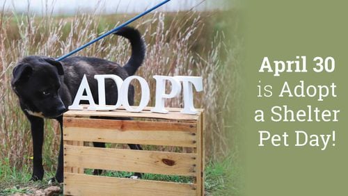 Reduced pet adoption fees available at Gwinnett animal shelter during April. Courtesy Gwinnett Animal Welfare Shelter