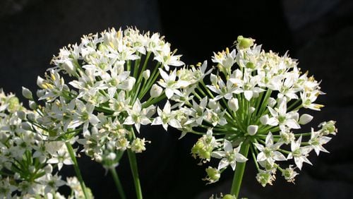 Ornamental allium blooms easily every spring. CONTRIBUTED BY WALTER REEVES