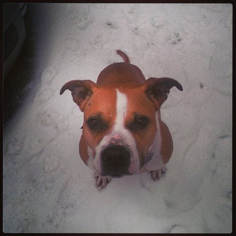 Akira likes the snow :) #snowinatlanta #pitbulls #pitsofinstagram -- @paulicollie