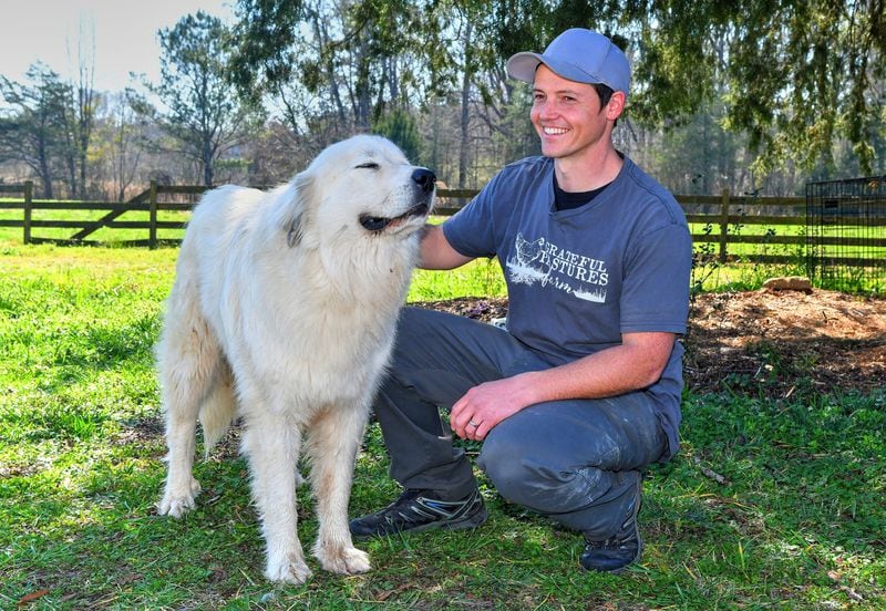 Shaun Terry, owner of Grateful Pastures, takes a breather with Tennessee Jed, his 2-year-old, large livestock guardian Great Pyrenees, who keeps predators away at the farm. Grateful Pastures in Mansfield is the only certified organic pasture-raised poultry grower in Georgia. (Chris Hunt for The Atlanta Journal-Constitution)