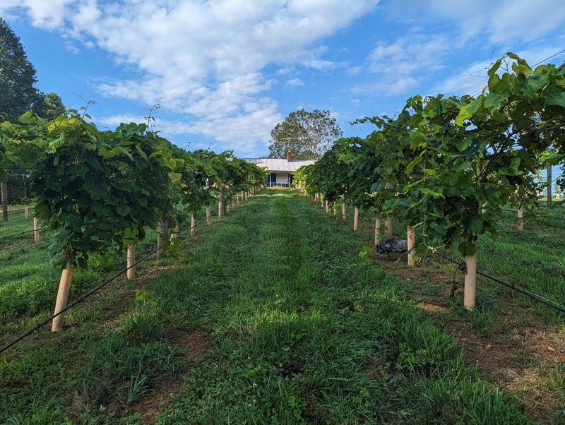 Doghobble Wine Farm's tasting pavilion will open May 5, providing views of the 80 pastoral acres. Courtesy of Sam Zamarripa