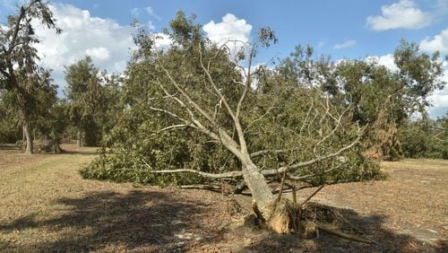 Among the places hit by Hurricane Michael was Pecan Ridge Plantation in Bainbridge, Ga., where many of the farm’s pecan trees lay bent over, split open, shattered. HYOSUB SHIN / HSHIN@AJC.COM