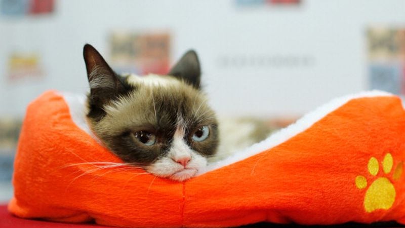 Grumpy Cat attends the "Cat Summer" video launch party at Bleecker Street Records on July 16, 2014, in New York City.