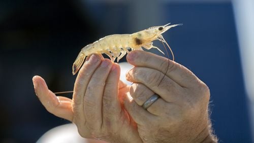 Bryan Fluech, Associate Director of the UGA Marine Extension and Georgia Sea Grant, holds up a shrimp that shows signs of black gill. The condition of black gill shows up as a small shadow on the gills of shrimp. (AJC Photo/Stephen B. Morton)