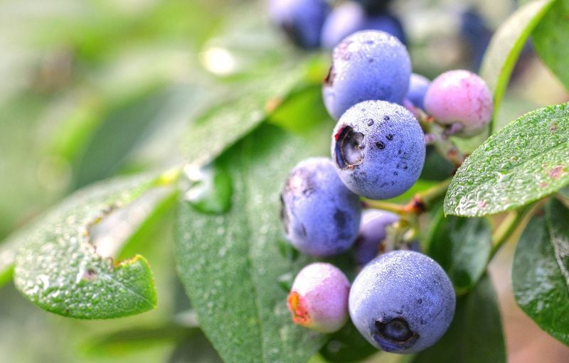 Georgia is a top producer of cultivated blueberries. Though blueberries are mostly grown in southeast Georgia, these are at the home of Doug and Deb Wilson in Medlock Park in north Decatur. CONTRIBUTED BY CHRIS HUNT PHOTOGRAPHY