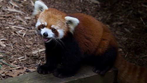 Idgie, the 14-year-old red panda at Zoo Atlanta, reached the end of her lifespan Thursday. CONTRIBUTED: ZOO ATLANTA
