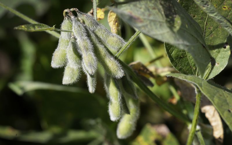 FILE - Soybeans are seen in a field on a farm, Friday, Sept. 2, 2016, in Iowa. The maker of a popular weedkiller is turning to lawmakers in key states to try to squelch legal claims that it failed to warn about cancer risks. (AP Photo/Charlie Neibergall, File)
