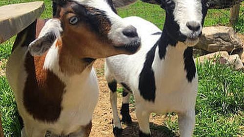 41 goats will eat vegetation at Norcross’ Pinnacle Park for five weeks.