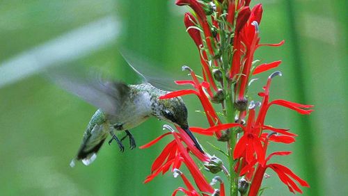 A female ruby-throated hummingbird visits a cardinal flower. The flower, Georgia’s reddest wildflower, seems designed by nature to lure hummingbirds in late summer and fall. BILL BUCHANAN/ U.S. FISH AND WILDLIFE SERVICE