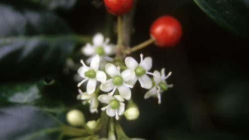These small white female holly flowers feed early native bees like mason bees and mining bees. (Walter Reeves for The Atlanta Journal-Constitution)