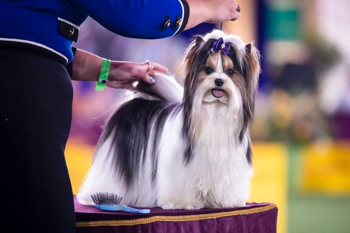 A Biewer Terrier competes in the toy group at the Westminster Kennel Club Dog Show, held at the Lyndhurst Mansion in Tarrytown, N.Y., on Saturday, June 12, 2021. (Karsten Moran/The New York Times)